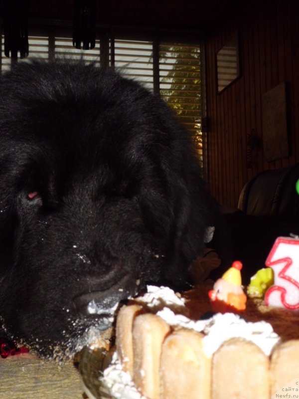 Фото: ньюфаундленд Питерньюф Чао-Какао