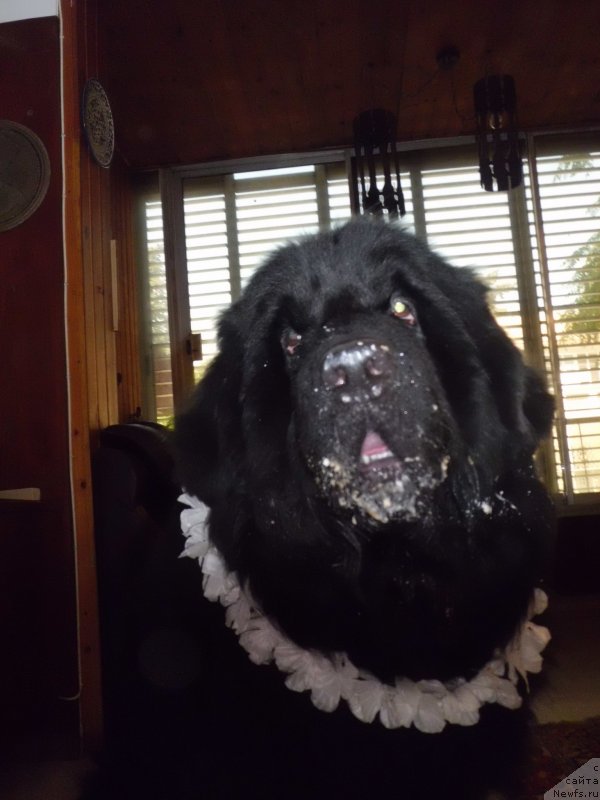 Фото: ньюфаундленд Питерньюф Чао-Какао