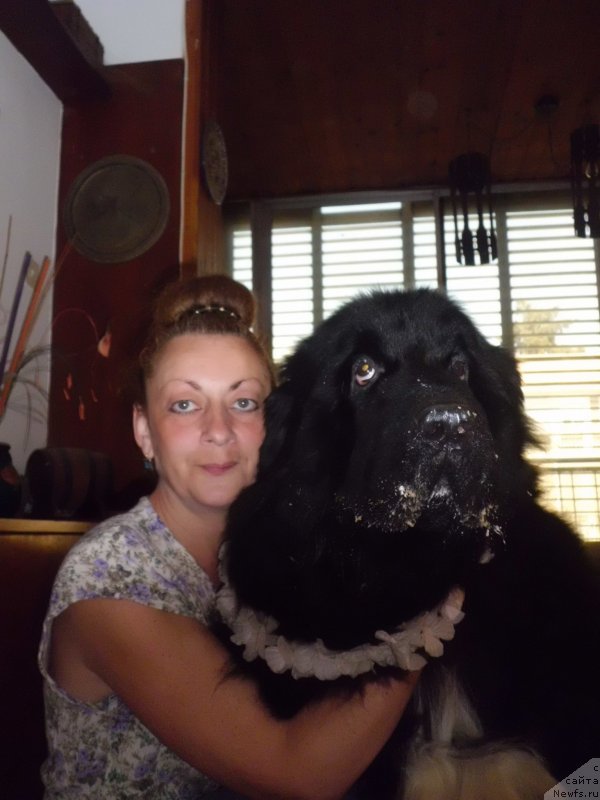 Фото: ньюфаундленд Питерньюф Чао-Какао, Лина Троянская