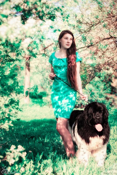 Фото: ньюфаундленд Плюшевая Панда Ферреро Ронд Нуар (Plushevaya Panda Ferrero Rond Noir)