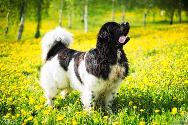 Фото: ньюфаундленд Плюшевая Панда Ферреро Ронд Нуар (Plushevaya Panda Ferrero Rond Noir)