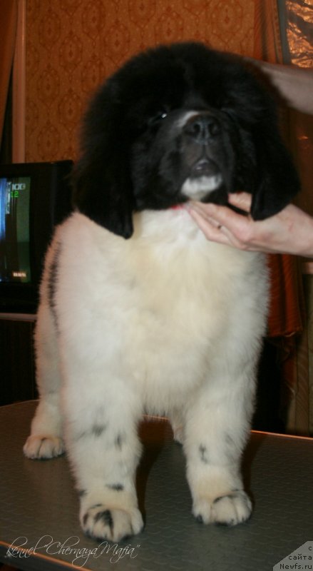 Фотография № 125309