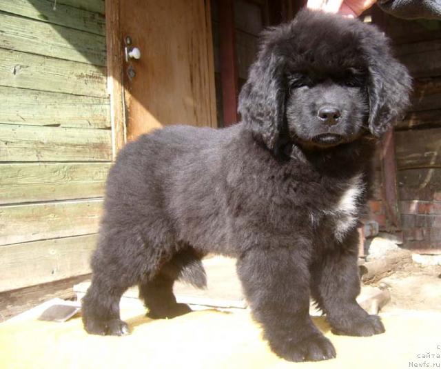 Фото: ньюфаундленд Супер Бизон Ваниль