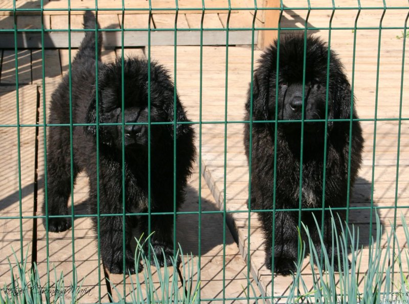 Фотография № 125310