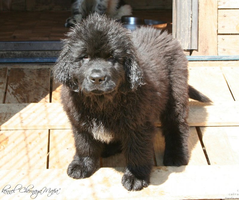 Фотография № 125316