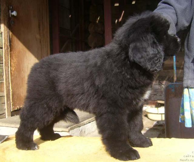 Фото: ньюфаундленд Супер Бизон Ваниль