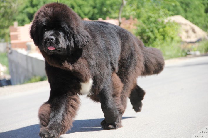 Фото: ньюфаундленд Ценный Кадр с Берега Дона (Tsenny Kadr s Berega Dona)