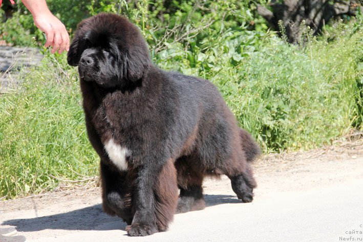 Фото: ньюфаундленд Ценный Кадр с Берега Дона (Tsenny Kadr s Berega Dona)