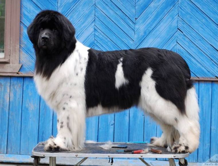 Фото: ньюфаундленд Питерньюф Продижи (Piternyuf Prodigy)