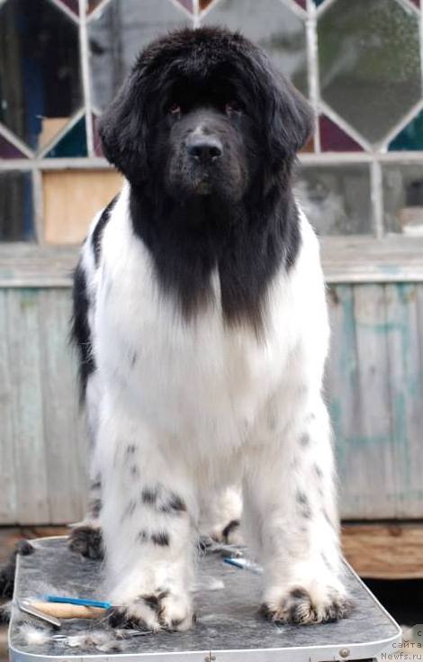 Фото: ньюфаундленд Питерньюф Продижи (Piternyuf Prodigy)