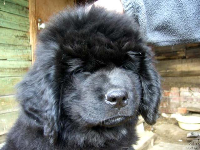 Фото: ньюфаундленд Супер Бизон Ваниль