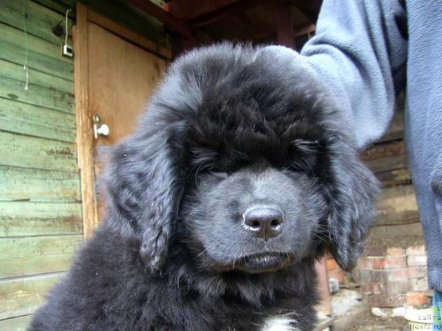 Фото: ньюфаундленд Супер Бизон Ваниль