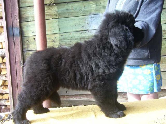 Фото: ньюфаундленд Супер Бизон Ваниль