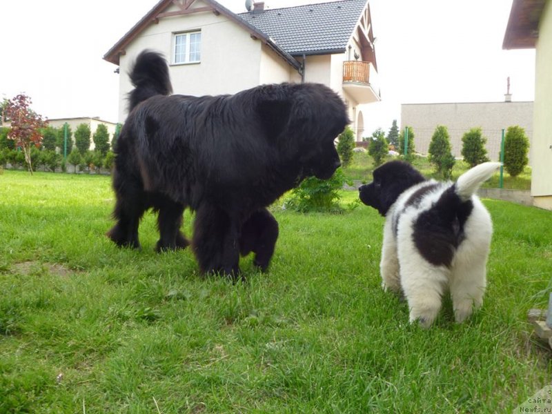 Фото: Gina Jess Black Denis, ньюфаундленд Черная Мафия Зебра Тиме (Chernaya Mafia Zebra Time)