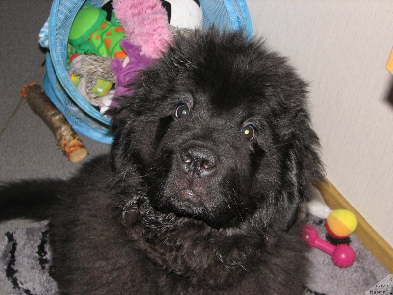 Фото: ньюфаундленд Бегущая по Волнам Есперанто Етуло Чуи