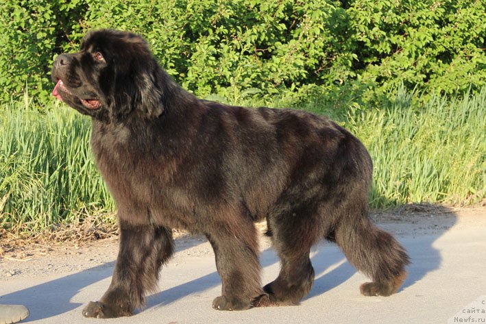 Фото: ньюфаундленд Звездный Дар Афина для Берега Дона (Zvezdnij Dar Afina dlja Berega Dona)