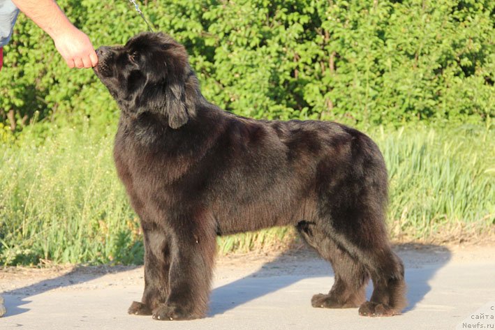 Фото: ньюфаундленд Звездный Дар Афина для Берега Дона (Zvezdnij Dar Afina dlja Berega Dona)