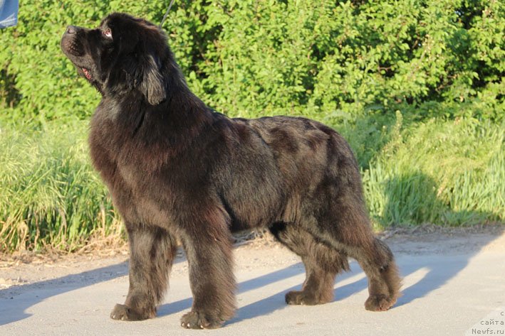 Фото: ньюфаундленд Звездный Дар Афина для Берега Дона (Zvezdnij Dar Afina dlja Berega Dona)