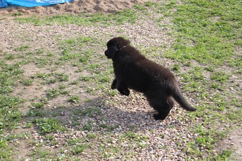 Фото: ньюфаундленд Лувье Пандур