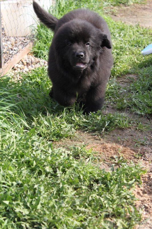 Фото: ньюфаундленд Лувье Пандур