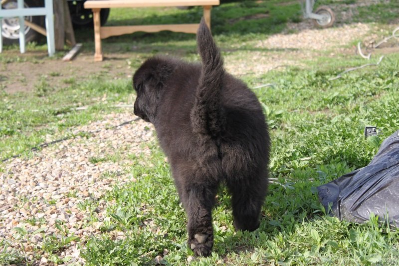 Фото: ньюфаундленд Лувье Пандур