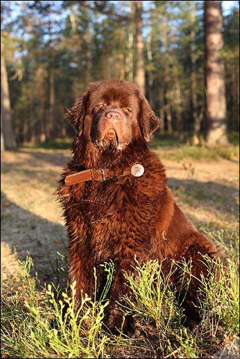 Фото: ньюфаундленд Хозяйка Дома с Берега Дона (Hozjajka Doma s Berega Dona)