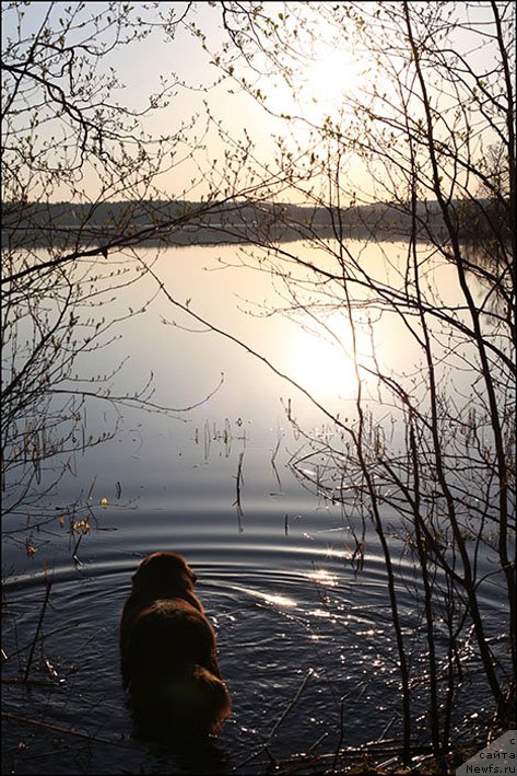 Фото: ньюфаундленд Хозяйка Дома с Берега Дона (Hozjajka Doma s Berega Dona)