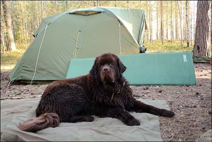 Фото: ньюфаундленд Хозяйка Дома с Берега Дона (Hozjajka Doma s Berega Dona)