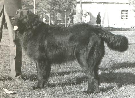 Фото: ньюфаундленд Жамбо