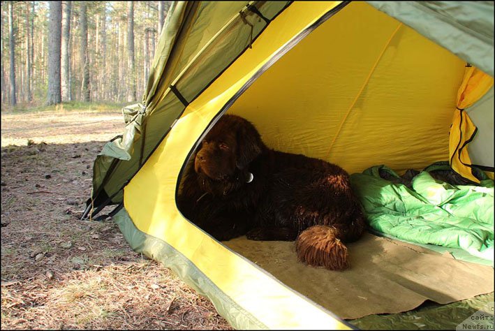 Фото: ньюфаундленд Хозяйка Дома с Берега Дона (Hozjajka Doma s Berega Dona)