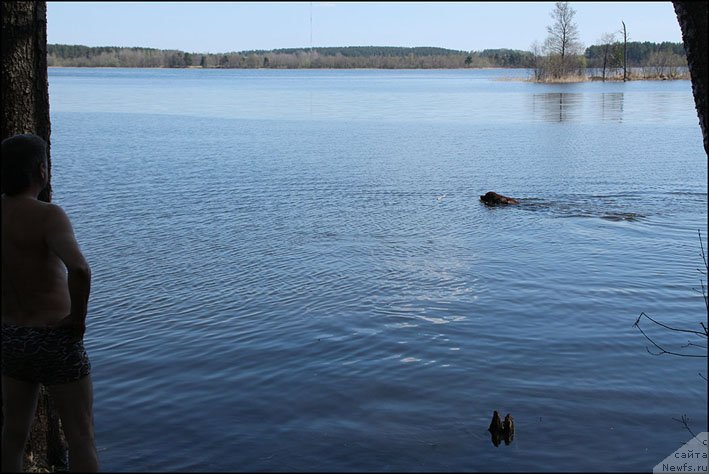Фото: ньюфаундленд Хозяйка Дома с Берега Дона (Hozjajka Doma s Berega Dona)