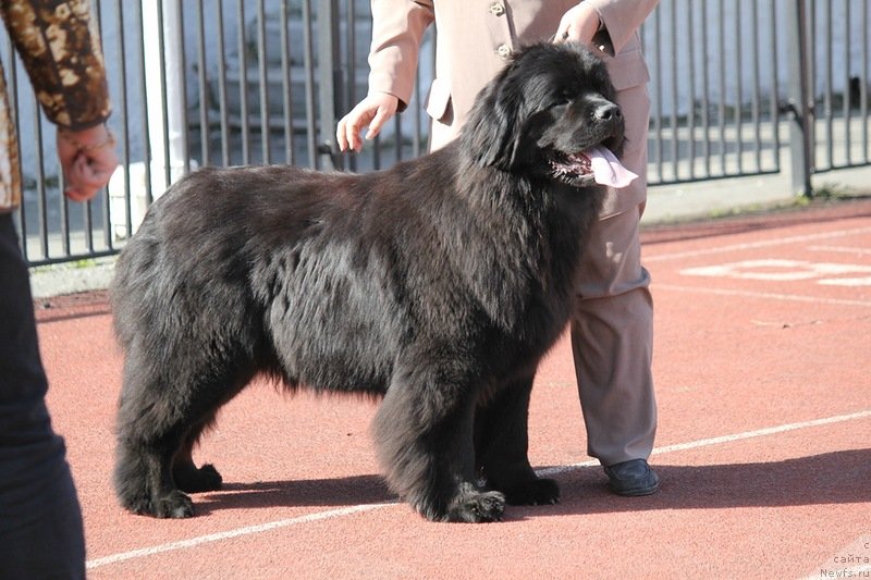 Фото: ньюфаундленд Ньюфорт Танцующая Королева, Надежда Ермилова