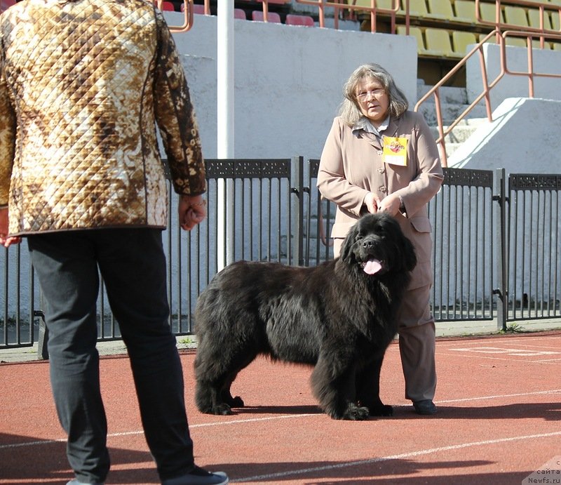 Фото: ньюфаундленд Ньюфорт Танцующая Королева, Надежда Ермилова