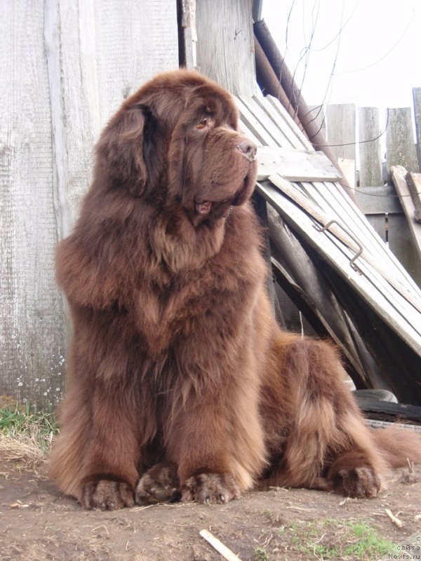 Фото: ньюфаундленд Супер Премиум Брабус