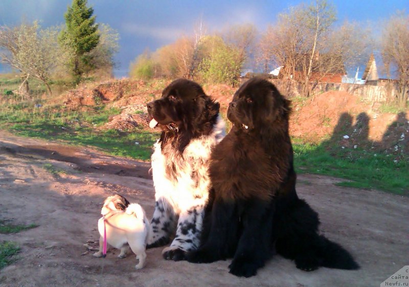 Фото: ньюфаундленд Их Высочество Владлена Маджикс, ньюфаундленд Супер Бизон Екатеринбург (Super Bizon Ekaterinburg), Розали Белл