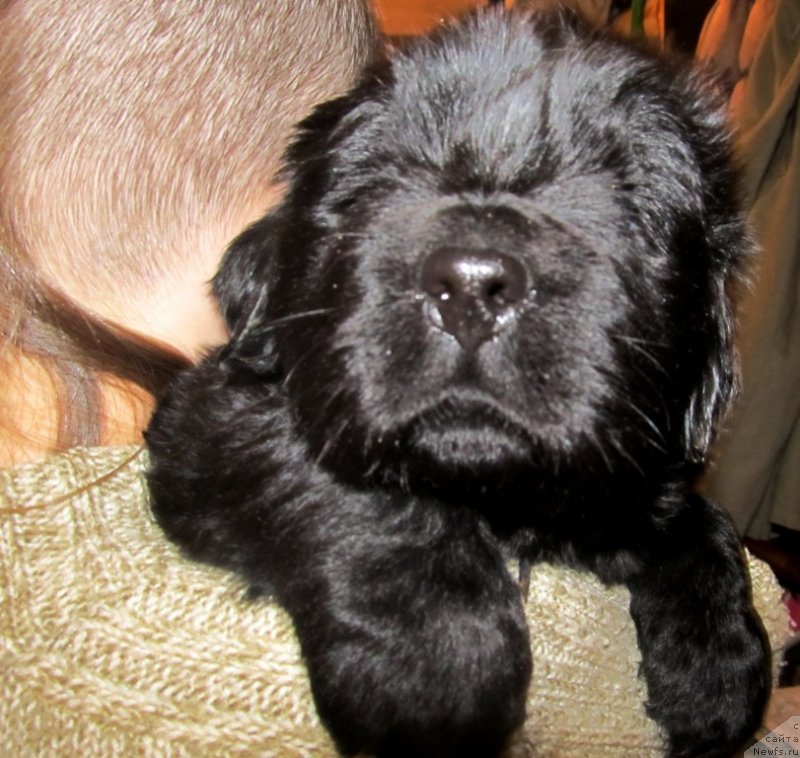 Фото: Сыночек, ньюфаундленд Винсент Друкки Интригант, ньюфаундленд Их Высочество Владлена Маджикс, ньюфаундленд С'Нежная Вьюга Армандо Паруссо (S'Nezhnaya Vjuga Armando Parusso)