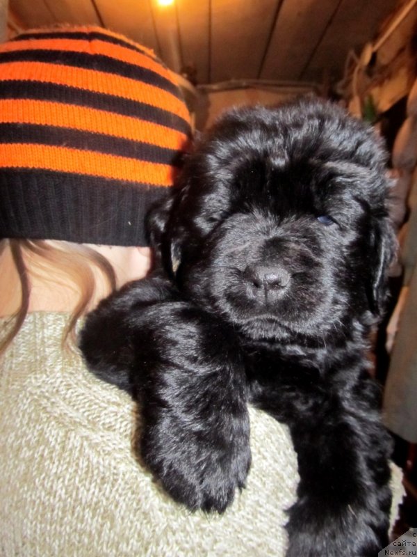 Фото: Доча, ньюфаундленд Вавилония Бест, ньюфаундленд Их Высочество Владлена Маджикс, ньюфаундленд С'Нежная Вьюга Армандо Паруссо (S'Nezhnaya Vjuga Armando Parusso)