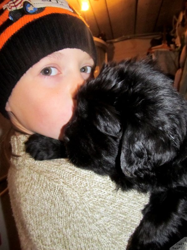 Фото: Доча, ньюфаундленд Ванилла Кока-Кола, ньюфаундленд Их Высочество Владлена Маджикс, ньюфаундленд С'Нежная Вьюга Армандо Паруссо (S'Nezhnaya Vjuga Armando Parusso)