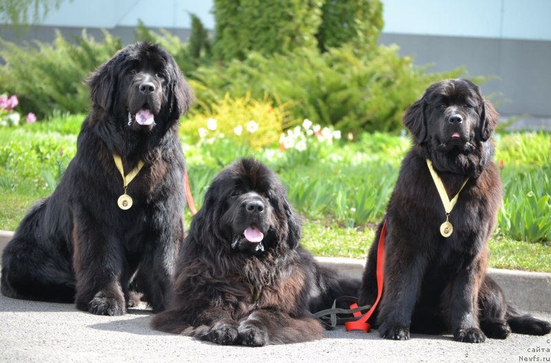 Фото: ньюфаундленд Топтыжка Дон Кихот