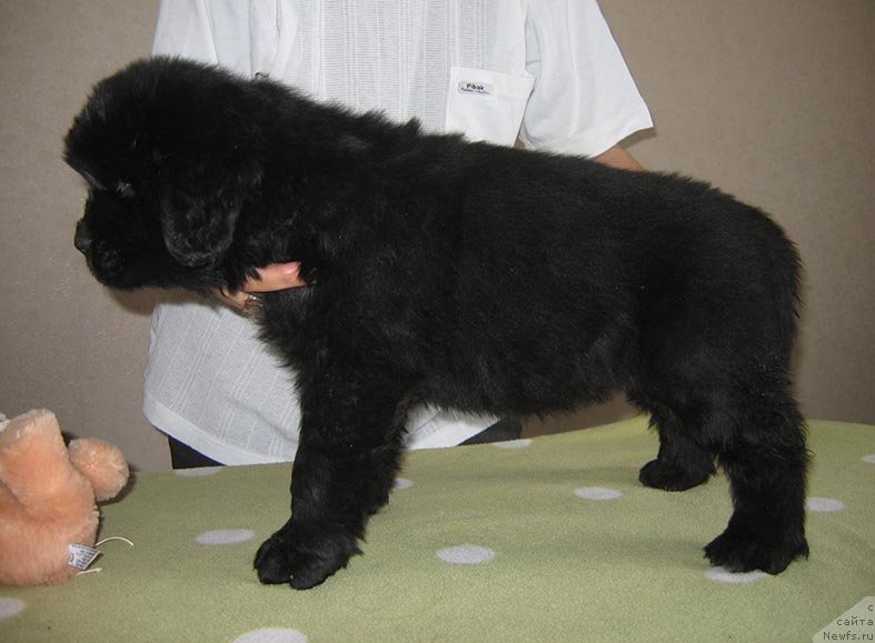 Фото: ньюфаундленд Тесей из Племени Кедра