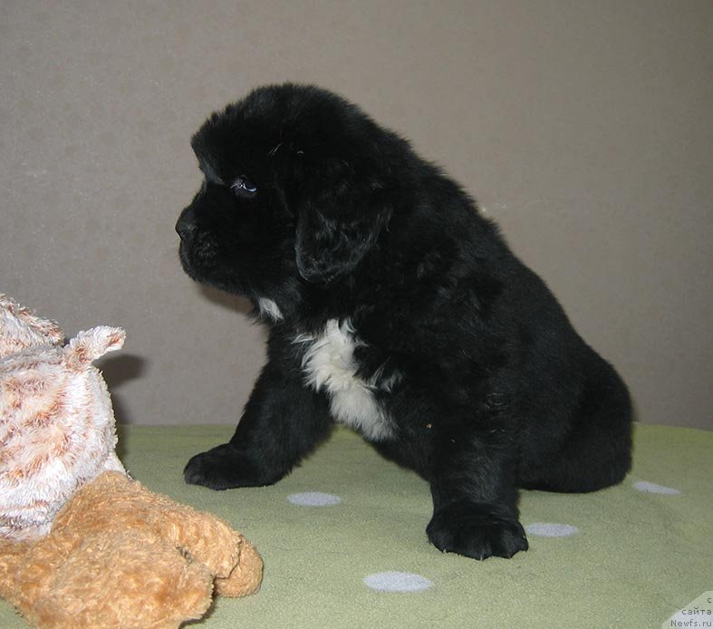 Фото: ньюфаундленд Тесей из Племени Кедра