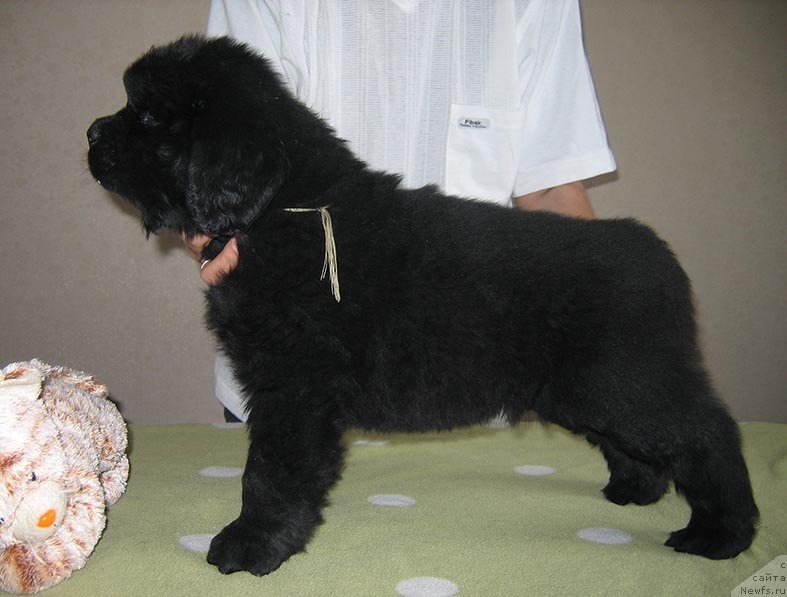 Фото: ньюфаундленд Тирей из Племени Кедра