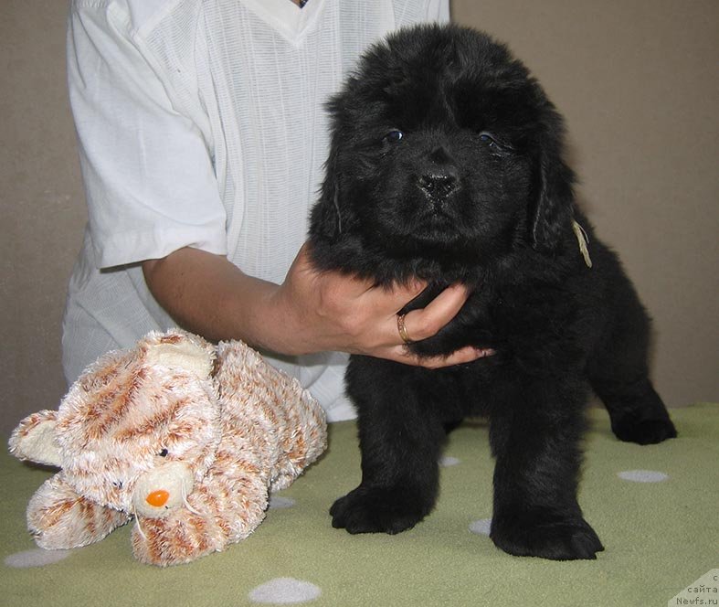 Фото: ньюфаундленд Тирей из Племени Кедра