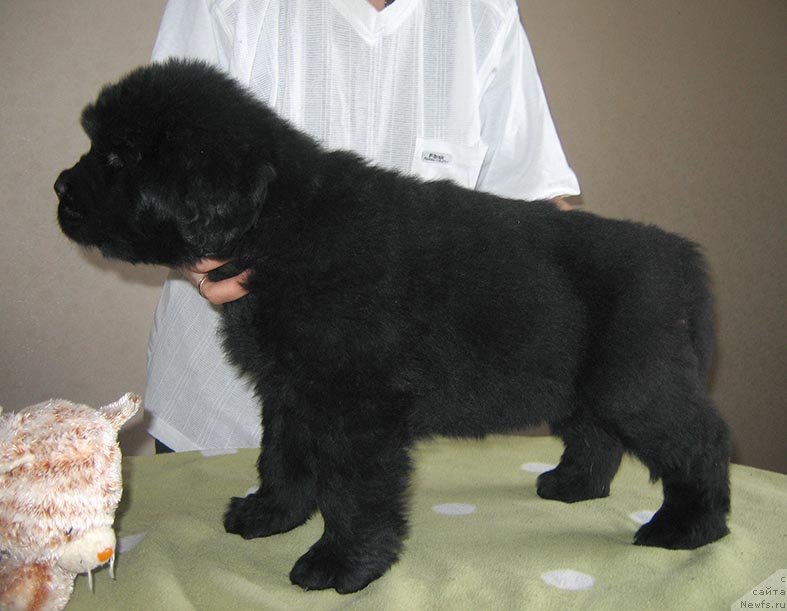 Фото: ньюфаундленд Титан из Племени Кедра