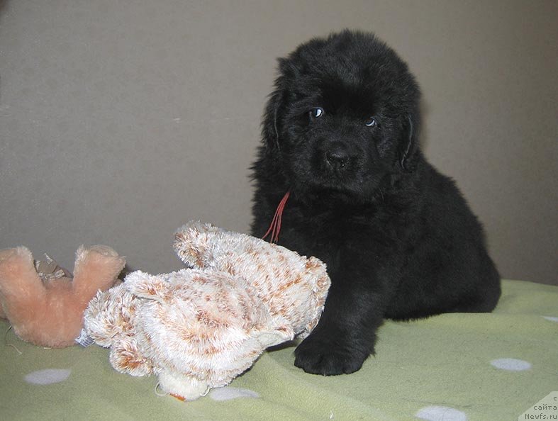 Фото: ньюфаундленд Титан из Племени Кедра