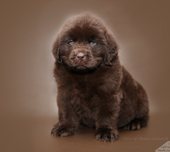 Фото: сынок моего МИТИ, ньюфаундленд Черный Шарм Амбер Бест Дог ФО Марлеон