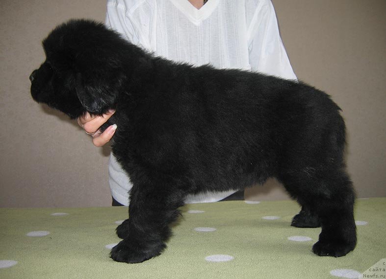 Фото: ньюфаундленд Тоян из Племени Кедра