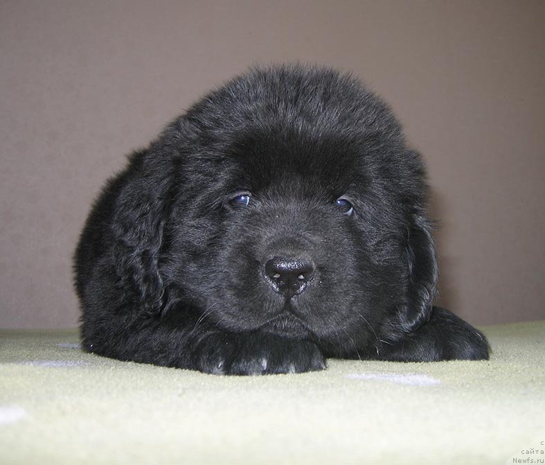 Фото: ньюфаундленд Тоян из Племени Кедра