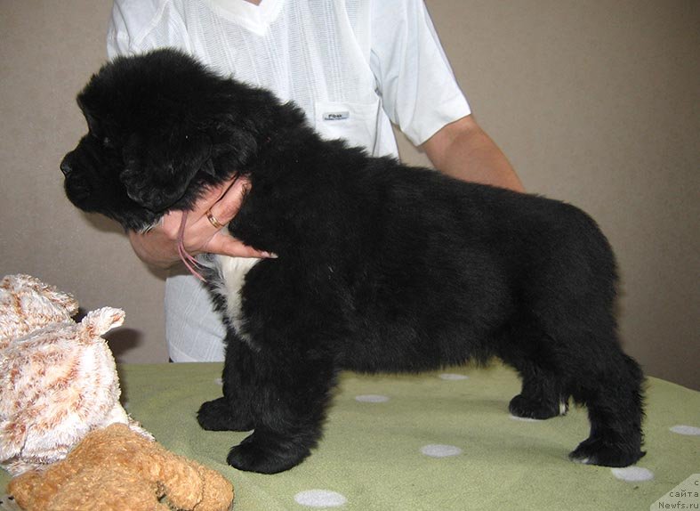 Фото: ньюфаундленд Тиара из Племени Кедра