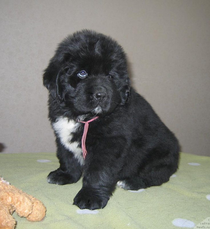 Фото: ньюфаундленд Тиара из Племени Кедра